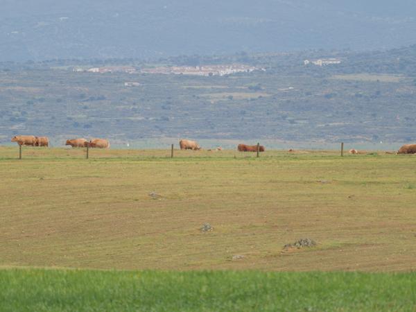 <h3><a href="/trips/extramadura/biota/animalia/chordata/aves/019 otidiformes/001 otididae/otis tarda/otis tarda-nl.html">Otis&nbsp;tarda</a> / Great&nbsp;bustard / Grote&nbsp;trap</h3>OM-1 Mark II met OLYMPUS M.150-400mm F4.5 TC, 1/2000 sec  bij F5.6, ISO 2500